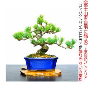 盆栽 松 五葉松 希少 樹齢15年 完成された...の詳細画像5