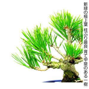 盆栽 松 樹齢5年 渾身の傑作 夢錦 黒松 ミ...の詳細画像1