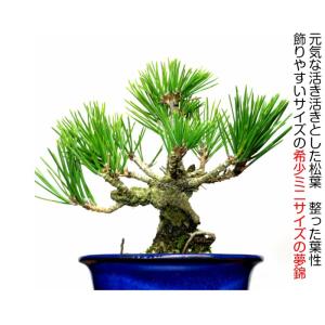 盆栽 松 樹齢5年 渾身の傑作 夢錦 黒松 ミ...の詳細画像2
