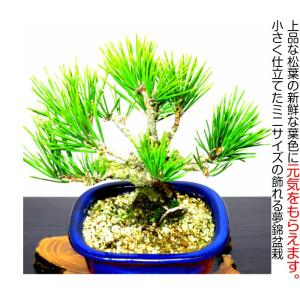 盆栽 松 樹齢5年 渾身の傑作 夢錦 黒松 ミ...の詳細画像4
