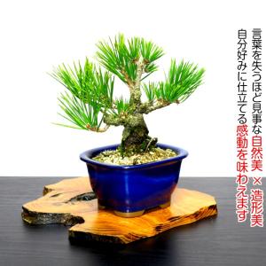 盆栽 松 樹齢5年 渾身の傑作 夢錦 黒松 ミ...の詳細画像5