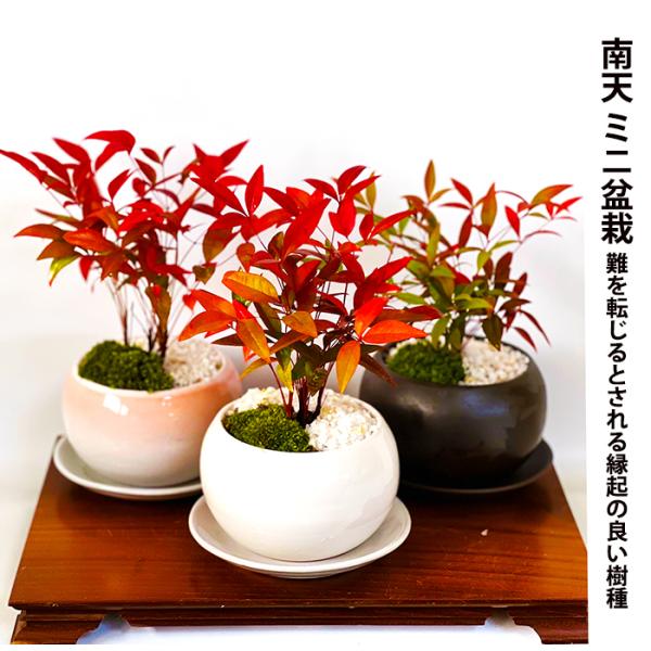 盆栽 七福南天 希少 実生 細葉赤南天 瀬戸焼3,5号 縁起物 盆栽 鉢植え ギフト プレゼント ミ...