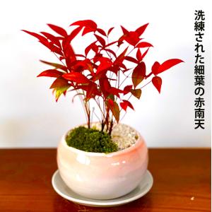 敬老の日 盆栽 七福南天 希少 実生 細葉赤南...の詳細画像1