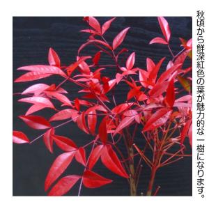 敬老の日 盆栽 七福南天 希少 実生 細葉赤南...の詳細画像2