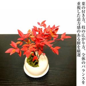 敬老の日 盆栽 七福南天 希少 実生 細葉赤南...の詳細画像3