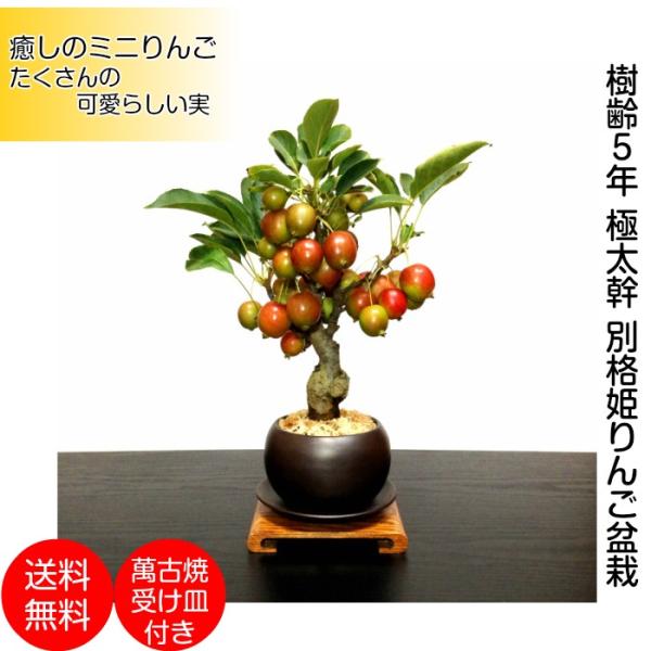 盆栽 ミニ盆栽 姫りんご 初心者 室内 癒し 趣味 誕生日 おしゃれ盆栽