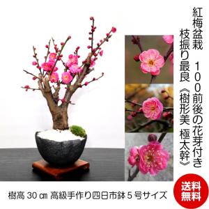 盆栽 梅 紅花梅 盆栽 80〜100個以上の花芽付 盆栽 ギフト 誕生日 正月飾り 盆栽 梅 室内 おしゃれ ミニ 初心者 ギフト｜wagokorobonsai