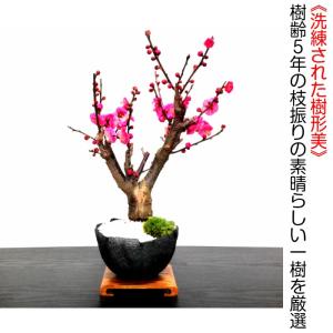 盆栽 梅 紅梅 盆栽 80〜100個以上の花芽...の詳細画像1