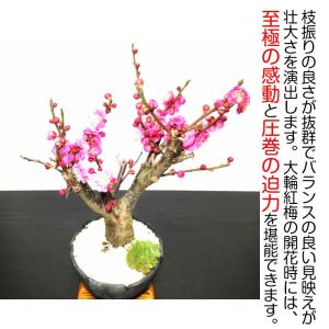 盆栽 梅 紅梅 盆栽 80〜100個以上の花芽...の詳細画像5