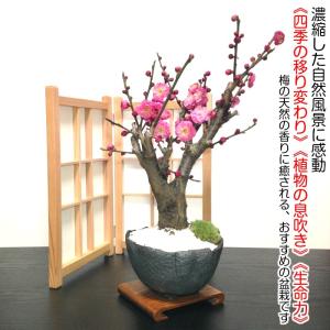 盆栽 梅 紅梅 盆栽 80〜100個以上の花芽...の詳細画像3