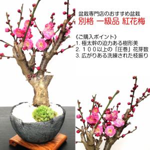 盆栽 梅 紅梅 盆栽 80〜100個以上の花芽...の詳細画像4