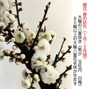 盆栽 梅 白花梅 初心者 室内 おしゃれ植物 ...の詳細画像5