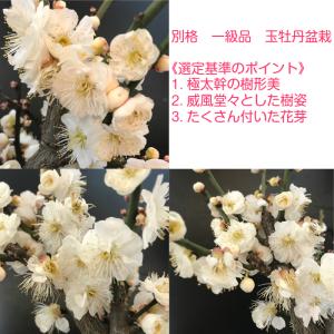 盆栽 梅 白花梅 初心者 室内 おしゃれ植物 ...の詳細画像2