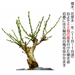 盆栽 梅 白花梅 初心者 室内 おしゃれ植物 ...の詳細画像3