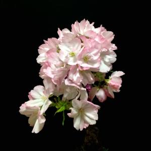 苔玉 桜 盆栽 牡丹桜 八重桜 室内 初心者 ...の詳細画像3