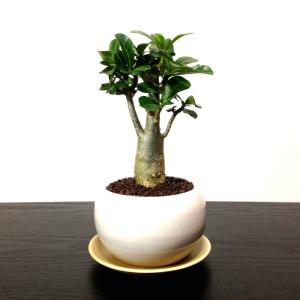 アデニウムオベスム 砂漠のバラ コーデックス 多肉植物 日時指定可 ハイドロ ミニ観葉 育て方指南書同梱