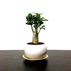 アデニウムオベスム 砂漠のバラ コーデックス ...の詳細画像3
