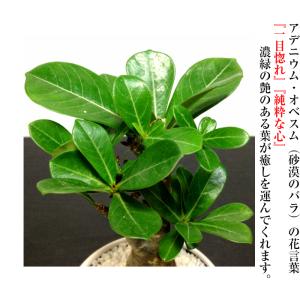 アデニウムオベスム 砂漠のバラ コーデックス ...の詳細画像4