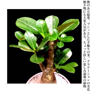 アデニウムオベスム 砂漠のバラ コーデックス ...の詳細画像5