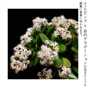 金のなる木 桜花月 多肉植物 観葉植物 ミニ観...の詳細画像1