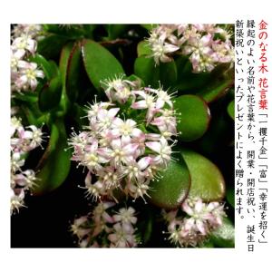 金のなる木 桜花月 多肉植物 観葉植物 ミニ観...の詳細画像2
