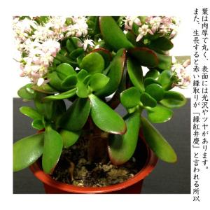 金のなる木 桜花月 多肉植物 観葉植物 ミニ観...の詳細画像3