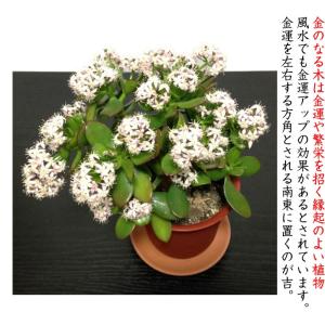 金のなる木 桜花月 多肉植物 観葉植物 ミニ観...の詳細画像4