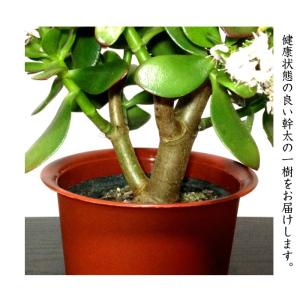 金のなる木 桜花月 多肉植物 観葉植物 ミニ観...の詳細画像5