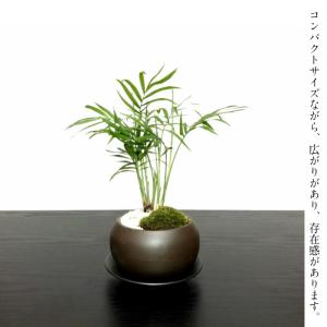 小品盆栽：姫りんご(冬あかね) 現品*（りんご・リンゴ）ringo : 遊恵