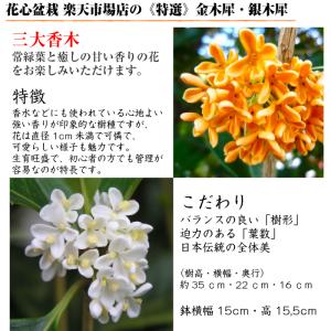 金木犀 銀木犀 鉢植え 室内 初心者 趣味 フ...の詳細画像1