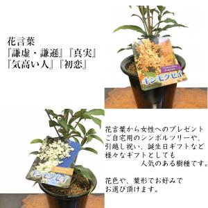 金木犀 銀木犀 鉢植え 室内 初心者 趣味 フ...の詳細画像2