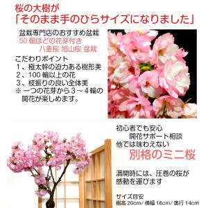 盆栽 桜 旭山桜 一才桜 八重桜 室内 ミニ ...の詳細画像1