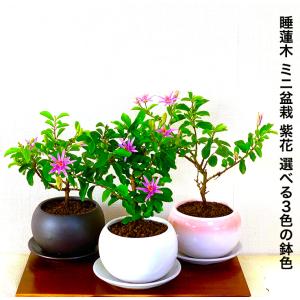 母の日 盆栽 ミニ 即日出荷 睡蓮木 紫色の花 ミニプチ盆栽 室内 趣味 おしゃれ盆栽 ミニ観葉 ギフト 誕生日 プレゼント｜wagokorobonsai