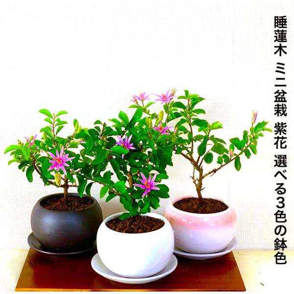 盆栽 睡蓮木 スイレンボク ミニ盆栽 紫色の花 育て方指南書付 室内鑑賞 趣味 ミニ観葉 ギフト 誕...