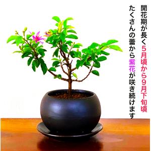 盆栽 睡蓮木 スイレンボク ミニ盆栽 紫色の花...の詳細画像1