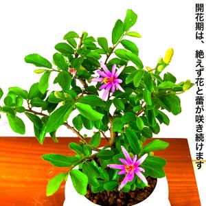 盆栽 睡蓮木 スイレンボク ミニ盆栽 紫色の花...の詳細画像2