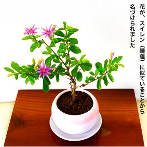 盆栽 睡蓮木 スイレンボク ミニ盆栽 紫色の花...の詳細画像3