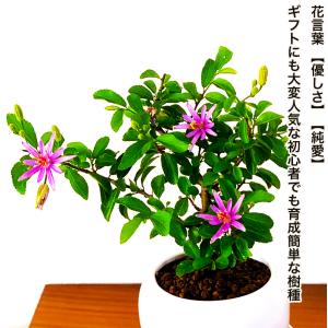 盆栽 睡蓮木 スイレンボク ミニ盆栽 紫色の花...の詳細画像4