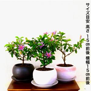 盆栽 睡蓮木 スイレンボク ミニ盆栽 紫色の花...の詳細画像5
