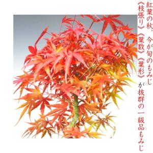 もみじ 盆栽 一級品 極美葉の山もみじ いろは...の詳細画像1