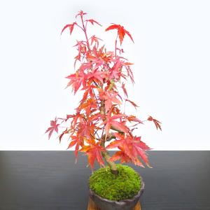 もみじ 盆栽 一級品 極美葉の山もみじ いろは...の詳細画像3