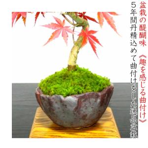もみじ 盆栽 一級品 極美葉の山もみじ いろは...の詳細画像4