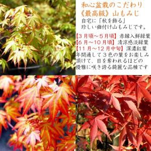 もみじ 盆栽 一級品 極美葉の山もみじ いろは...の詳細画像5