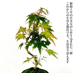 盆栽 もみじ 山もみじ 曲付き幹 希少 室内 ...の詳細画像2
