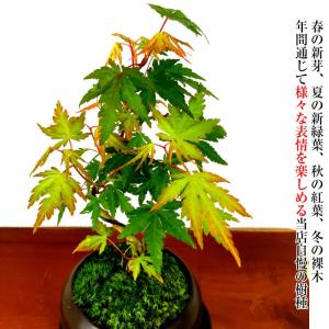盆栽 もみじ 山もみじ 曲付き幹 希少 室内 ...の詳細画像3