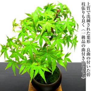 盆栽 もみじ 山もみじ 曲付き幹 希少 室内 ...の詳細画像4