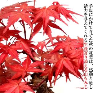 盆栽 もみじ 山もみじ 曲付き幹 希少 室内 ...の詳細画像5