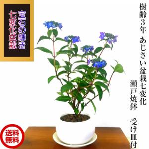 盆栽 紫陽花 Sランク 5月開花 贅沢な花芽 ...の詳細画像1