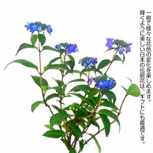 盆栽 紫陽花 Sランク 5月開花 贅沢な花芽 ...の詳細画像2