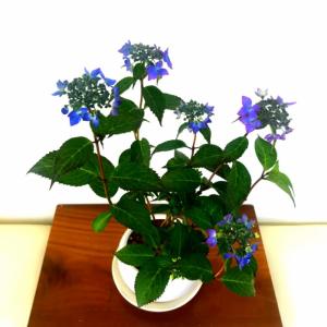 盆栽 紫陽花 Sランク 5月開花 贅沢な花芽 ...の詳細画像4